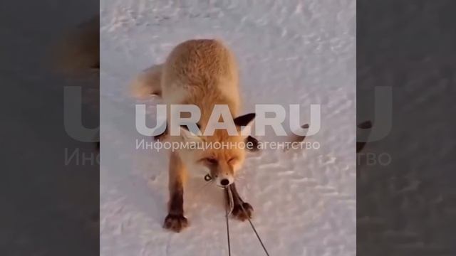Снег идёт