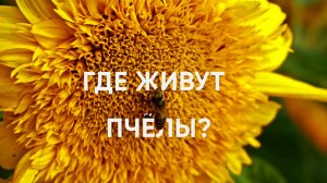 Где живут пчёлы? фильм-интервью