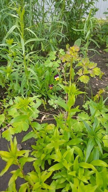 Одуванчики в полыни. смотреть онлайн