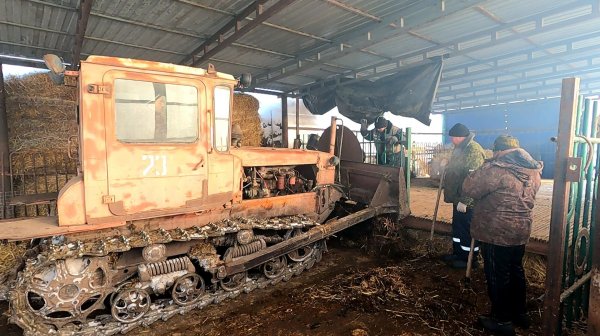 Вот это мы попали! Бригада по зачистке навоза...