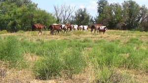 Свой среди чужих