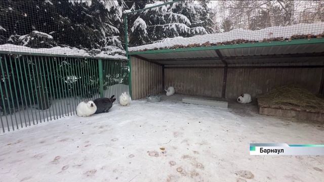 Как питомцы барнаульского зоопарка перенесли крещенские морозы смотреть онлайн