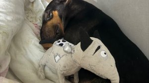 Шью игрушки. Гася булебесится. Снег, снег, снег