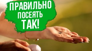 Как правильно посеять целозию.