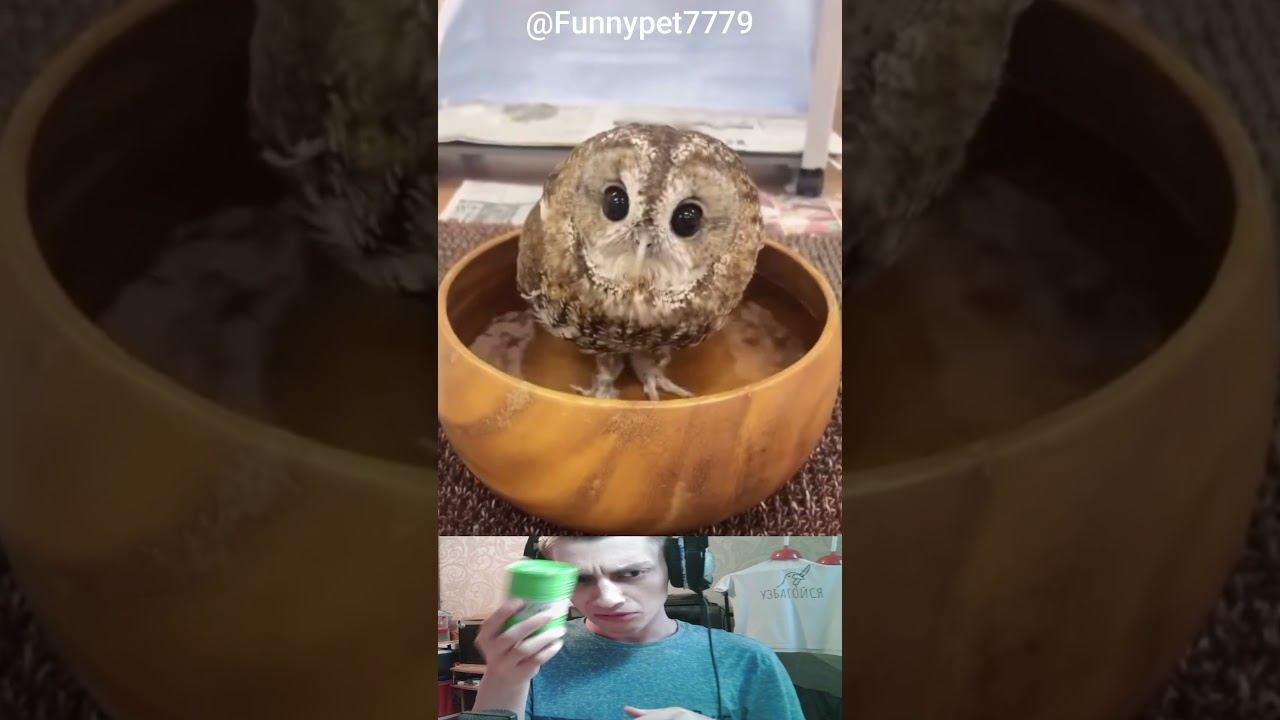 Cute Owl - nya :з - Part 4 смотреть онлайн