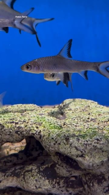 Акулий бала смотреть онлайн