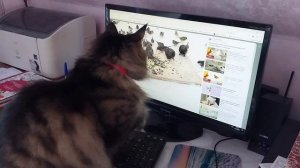 Ура снег😂//Люся ловит птичек//Пеку хворост.☕️