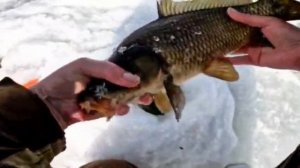Ловля карпа зимой, на мормышку и мотыля