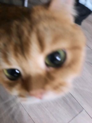 рисую кота скелета