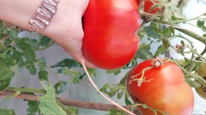 ТОМАТ МИНУСИНСКОЕ СЕРДЦЕ ОТ ГАЙ