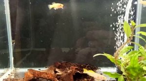 Выставка Русских аквариумов 2026г