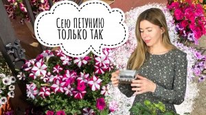 Самый простой и надежный способ посева петунии
