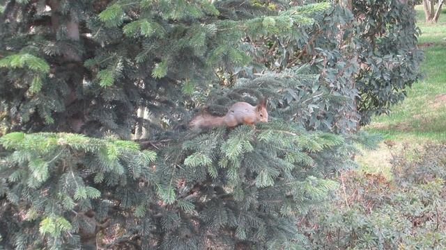 ВИДЕО ПВН ББ (1295) КРАСНОДАР. ПАРК ГАЛИЦКОГО. ЯПОНСКИЙ ДВОРИК. смотреть онлайн