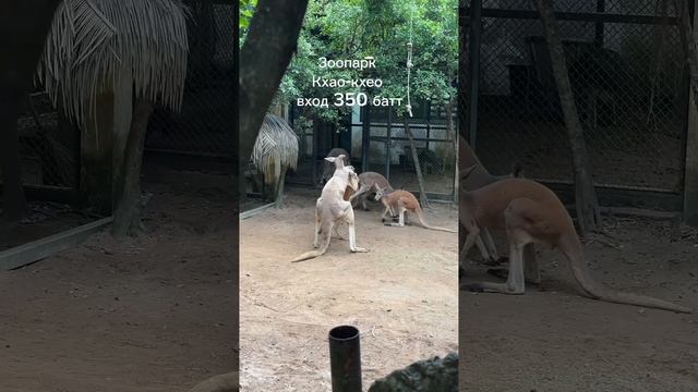 Топ-4 экскурсии в Паттайе для самостоятельного путешествия смотреть онлайн