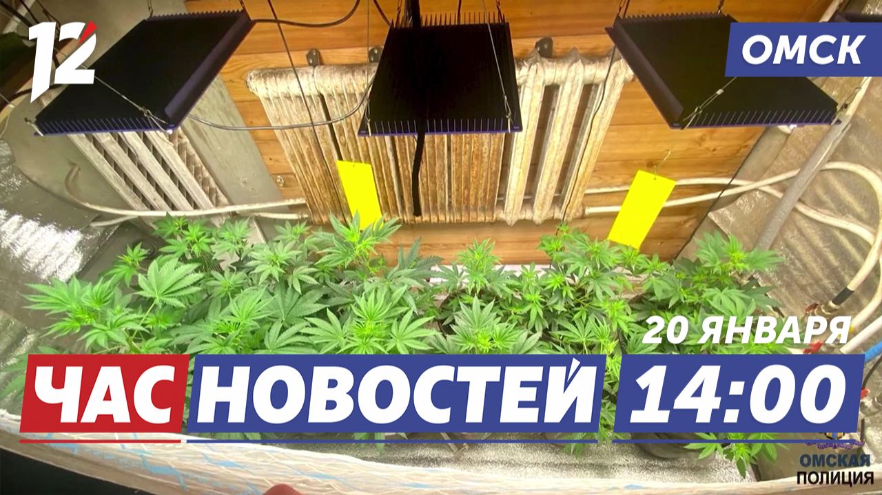 Выращивал коноплю / Гуманитарный груз / Луна и солнце. Новости Омска смотреть онлайн