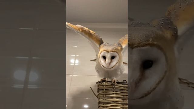 полетели.mp4 смотреть онлайн