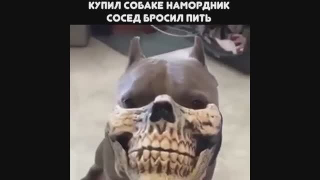 #смешныевидео -732 смотреть онлайн