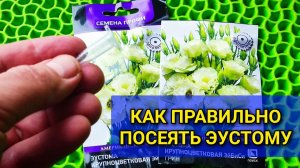 КОД ПЛОДОРОДИЯ: критически важный момент при посеве ЭУСТОМЫ гранулированными семенами 🌱🌸