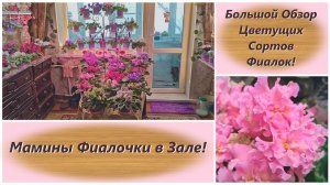 Большой Обзор Цветущих Сортов Фиалок 20.01.2026! Мамины Фиалочки в Зале!
