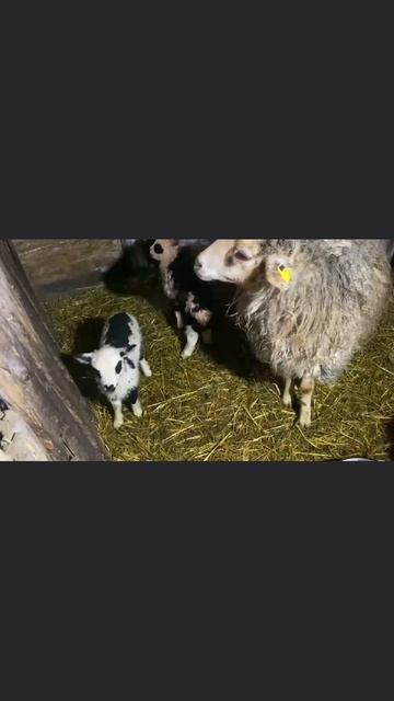 МИЛЫЕ БАРАШКИ ЖДУТ ВАС В ГОСТИ! ДЕРЕВЕНСКАЯ ЖИЗНЬ!