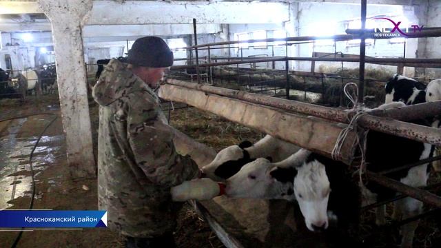 Зимовка скота - ответственное время