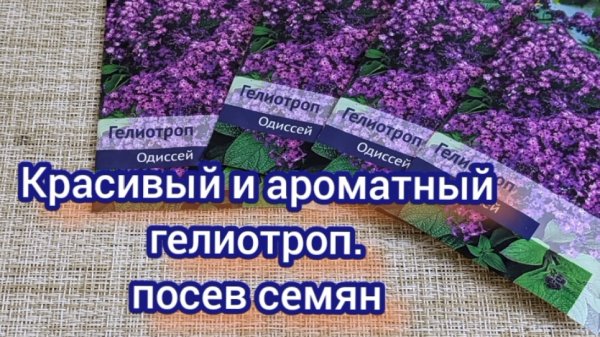 Посев гелиотропа