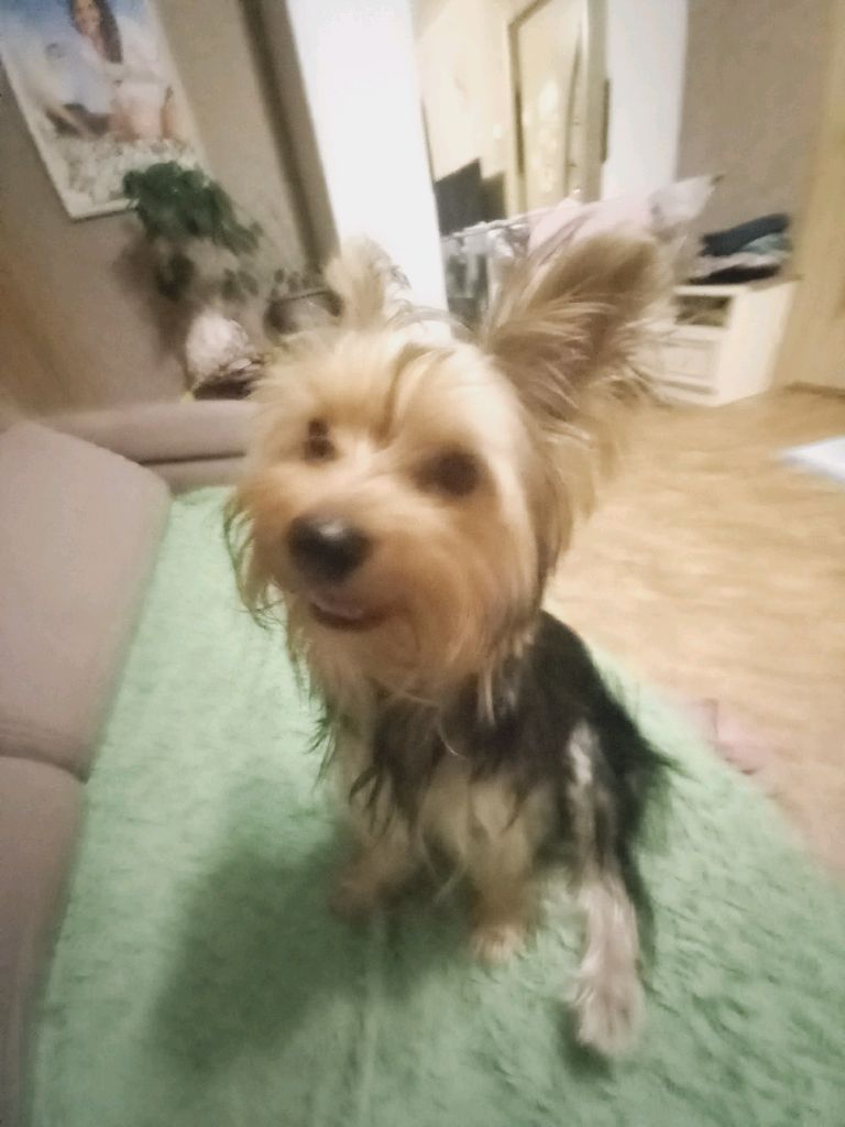 семён смотреть онлайн