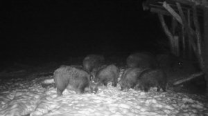 Утреннее вторжение: свежие кадры кабанов на прогулке