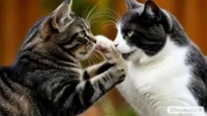 Судьба курятника. 14.01.26.