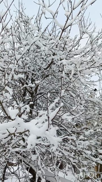 питомцы наши члены семьи