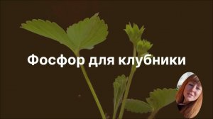 ‼️«Без него не цветет!» ФОСФОР