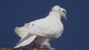 Ленинаканский на своей игре.  Бойные голуби зажигают