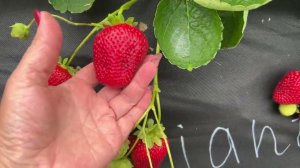 Valiant (Валиант). Новинка 23г. Ну очень, очень мне понравился‼️‼️‼️