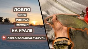 Нашли стаю - и понеслось: зимняя рыбалка на рипуса и пелядь. Озеро Большой Сунгуль.