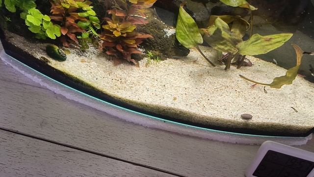 посадила семена лотоса 😊🌱посадила посмотрим что получится 🤗 смотреть онлайн