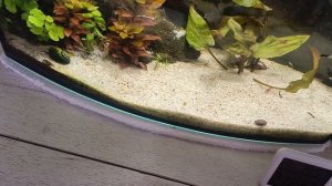 посадила семена лотоса 😊🌱посадила посмотрим что получится 🤗