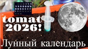 Самый точный лунный календарь на посадку рассады помидор в 2026 году! Январь, февраль, март, апрель.