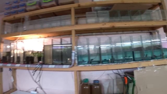 Отбой по Апистограме. Петушков на нерест смотреть онлайн