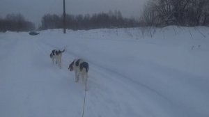 Охота на зайца в крещение 19.01.2026г.