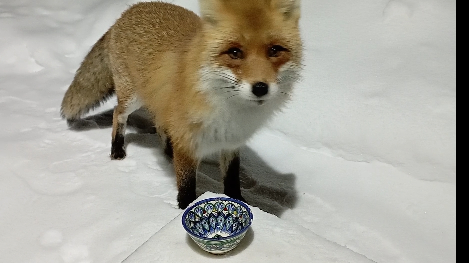 (1218) Лиса приходит в гости. Январь 2026 смотреть онлайн