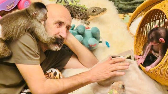 Финик-ТРУСИШКА! Папа Влад изо всех сил пытается подружить малышей Финика и Николь😂