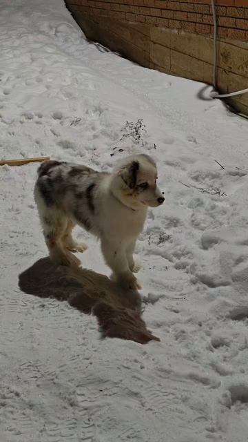 Барси игрет в футбол. смотреть онлайн