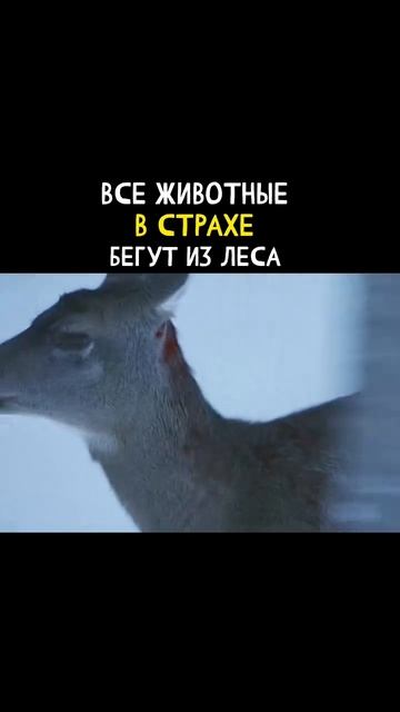 🎥 Название фильма: Ловец снов