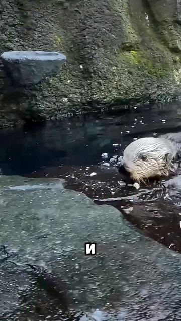 Самое милое животное 🤗 смотреть онлайн