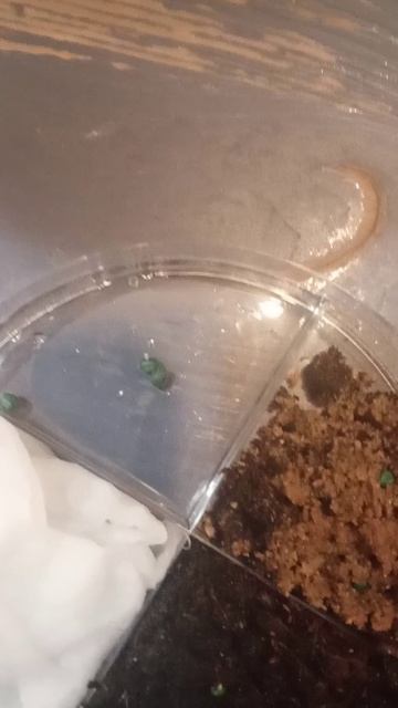 старт эксперимента с редиской