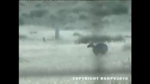 Кадры с тилацином, снятые в 2008 году в Западной Виктории группой по изучению тилацинов