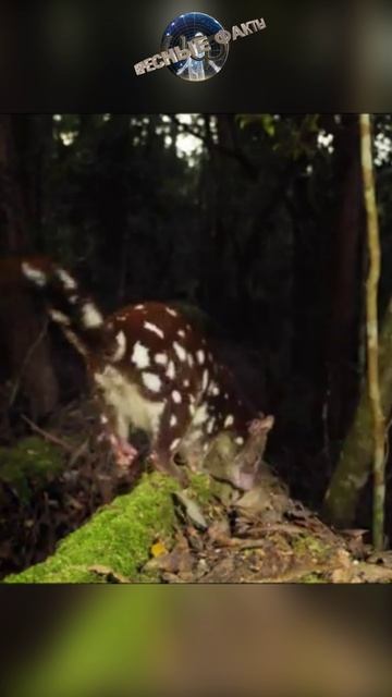 Крапчатая сумчатая куница (кволл) - Dasyurus Viverrinus  (@infackts)