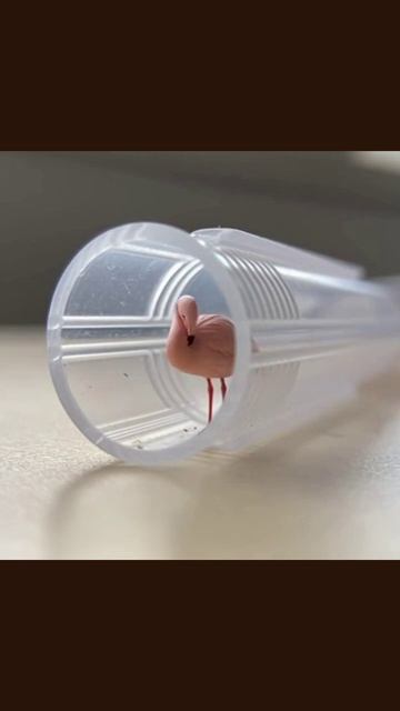 #микроживотные #миниатюрныймир #микроскопическиеорганизмы #экосистема #подводныемистики