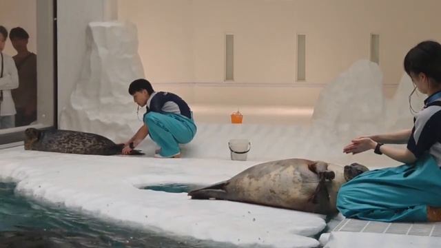 ЮКИ! АРАРЕ! МОЙЯ!!! Кормление кольчатых нерп в океанариуме Кайюкан, Осака