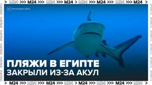 Несколько пляжей в Египте закрыли из-за угрозы нападения акулы - Москва 24